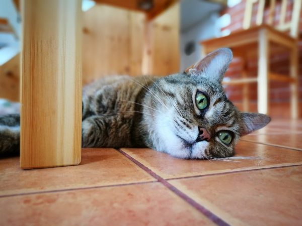 huawei_p9-cat